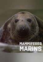 Mammifère marin