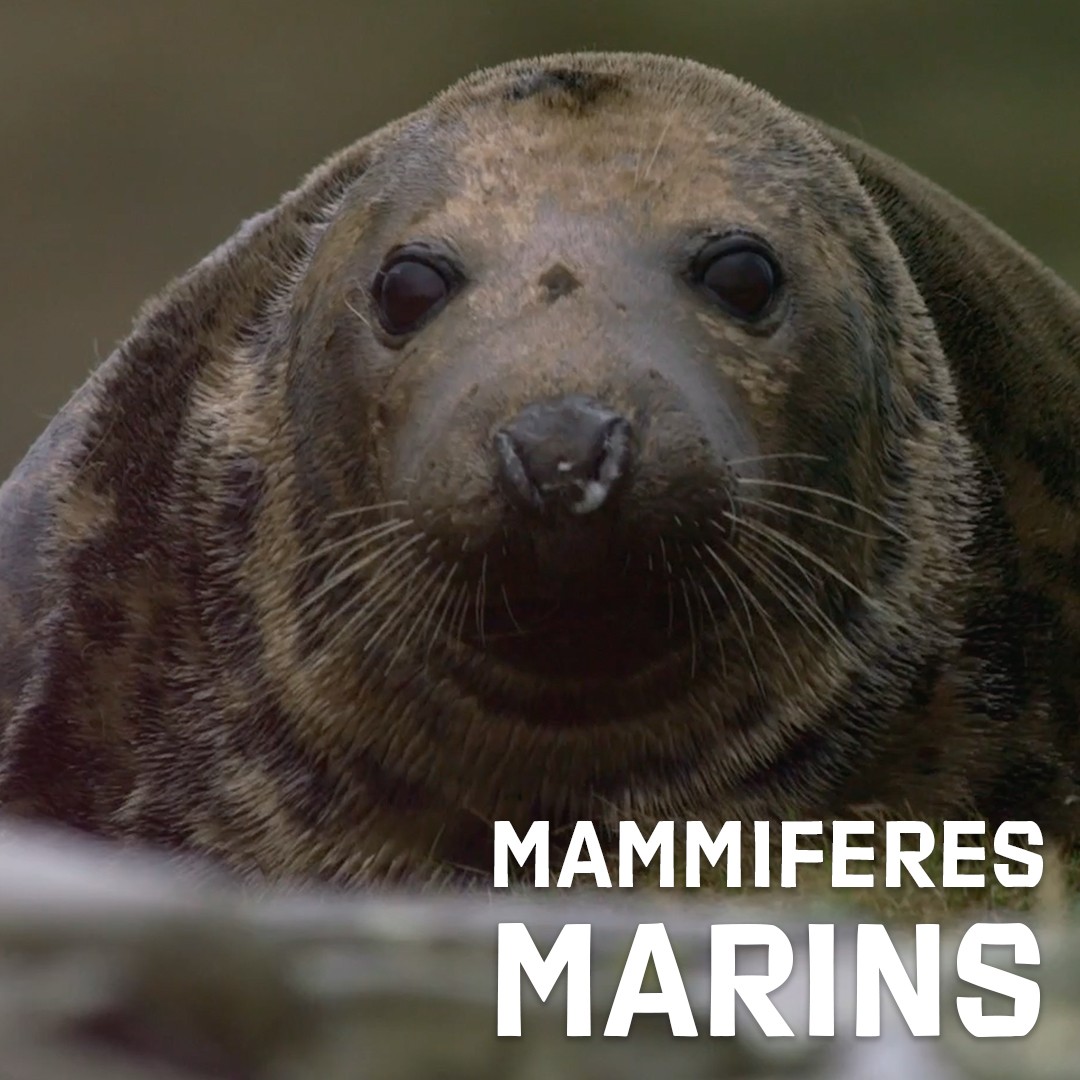 Mammiferes Marins FR