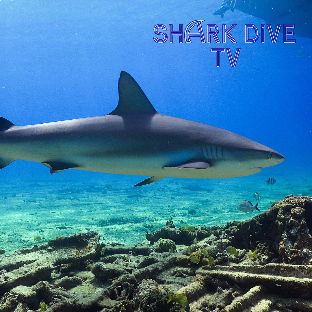 Shark Dive TV