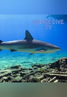 Shark Dive TV