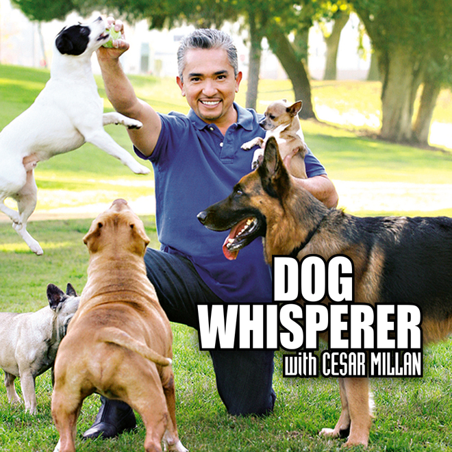 Hundehviskeren