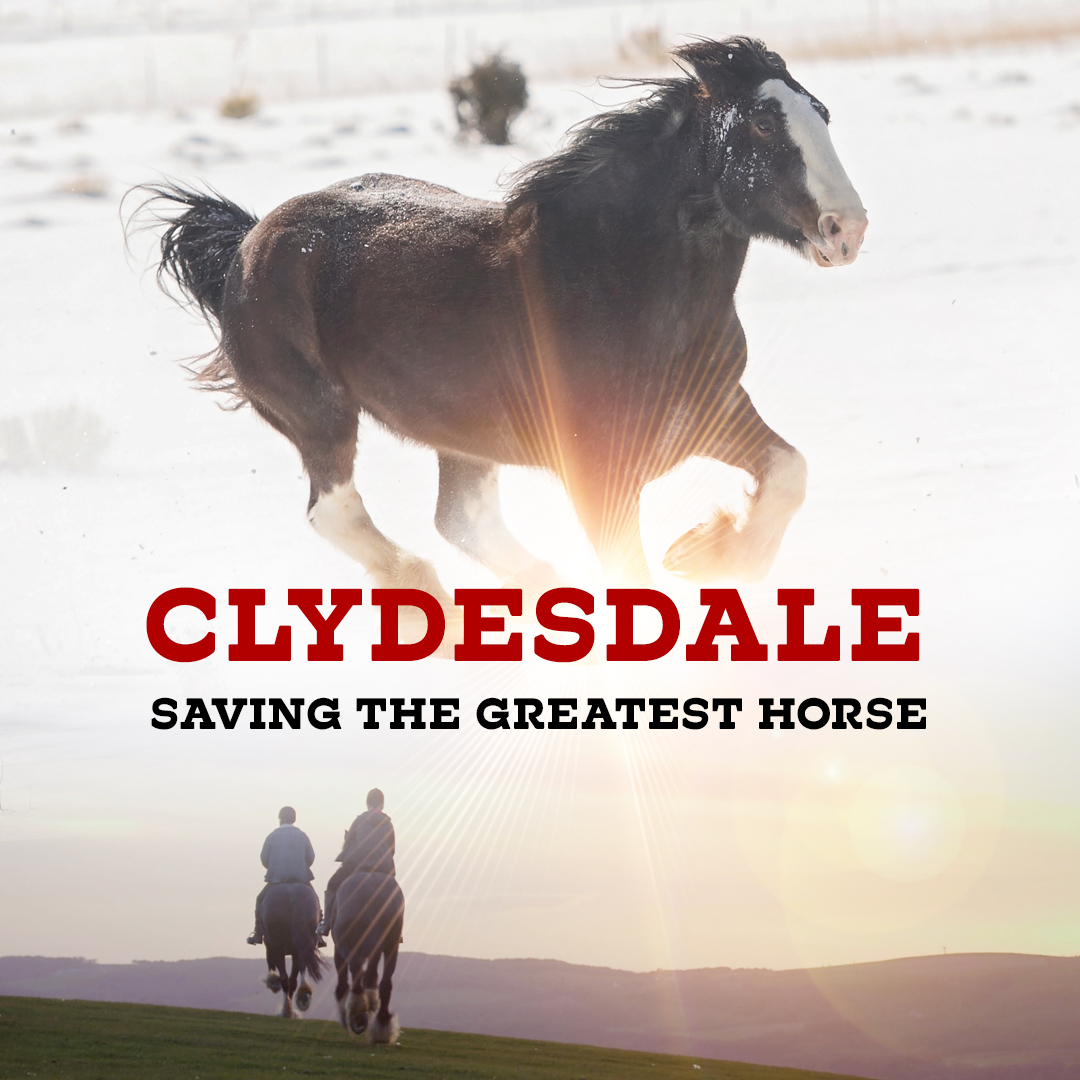 CLYDESDALE: SAVING THE GREATEST HORSE