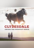 Clydesdale: Saving The Greatest Horse