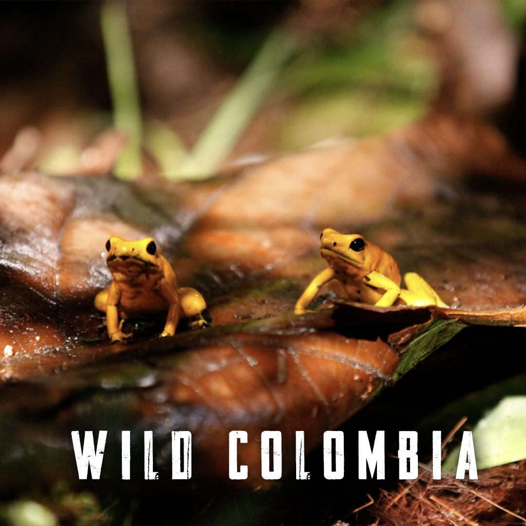 DESTINATION WILD: WILD COLOMBIA
