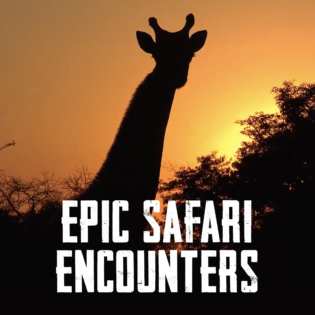 EPIC SAFARI ENCOUNTERS
