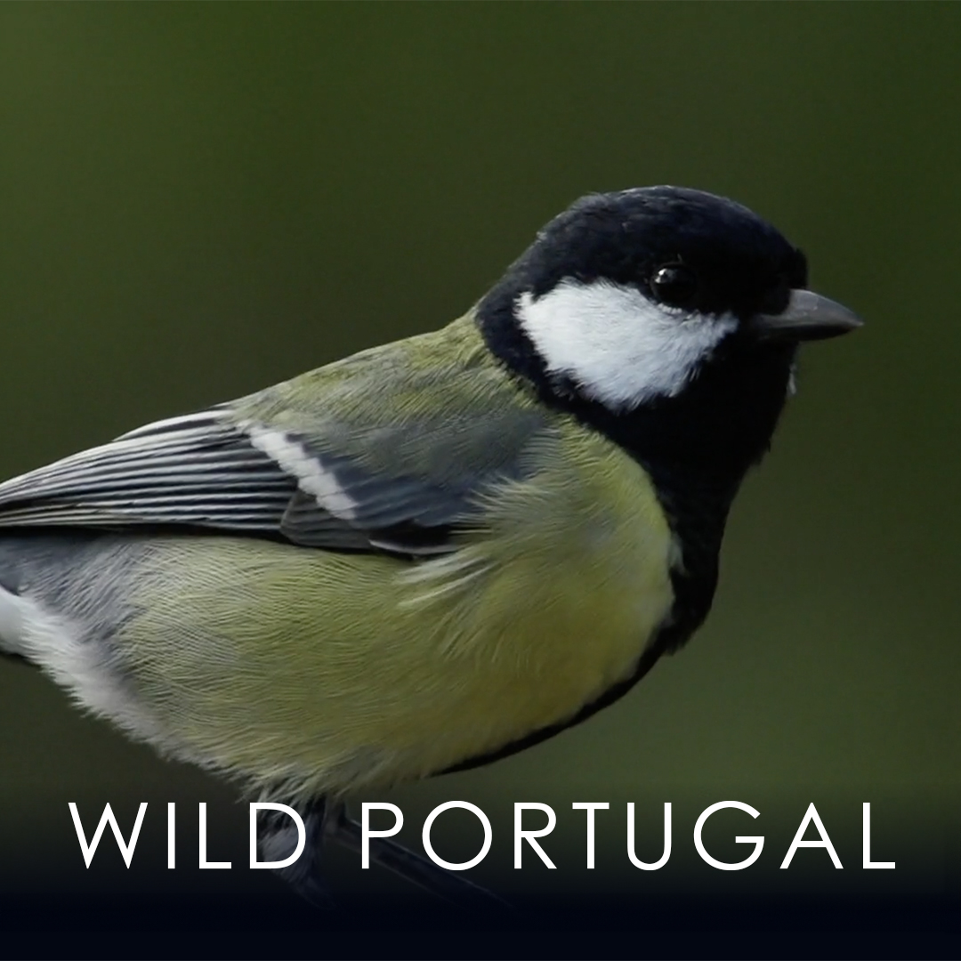 Wild Portugal