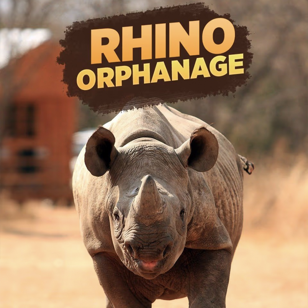The Rhino Orphanage