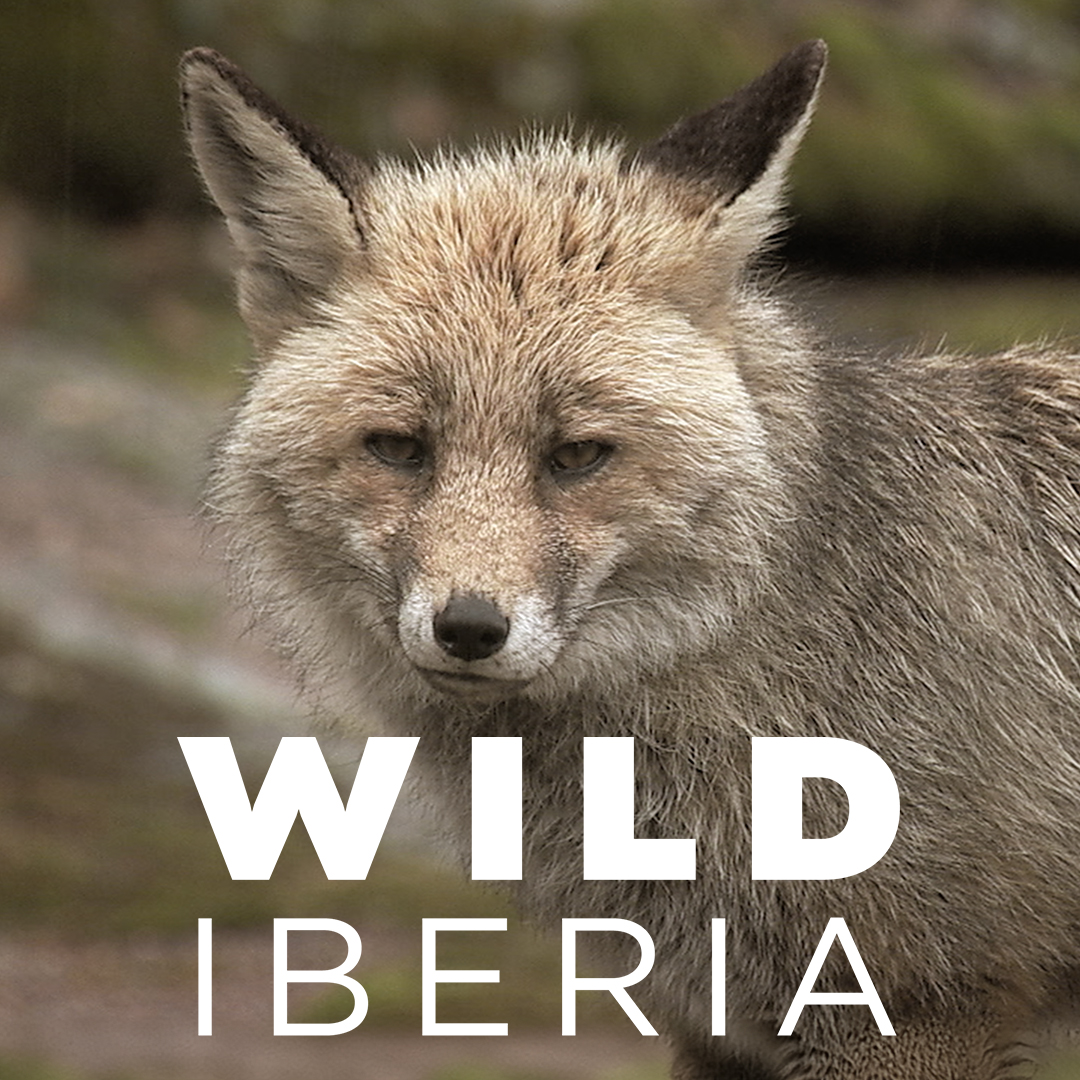 Wild Iberia
