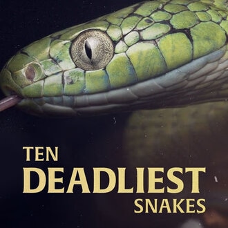 Ten Deadliest Snakes With Nigel Marven
