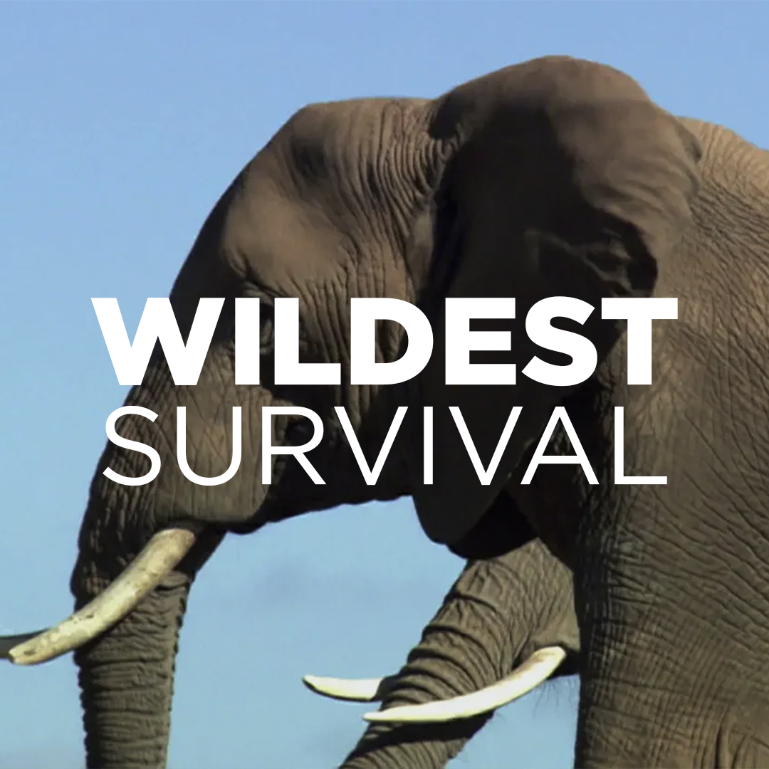 Wildest Survival