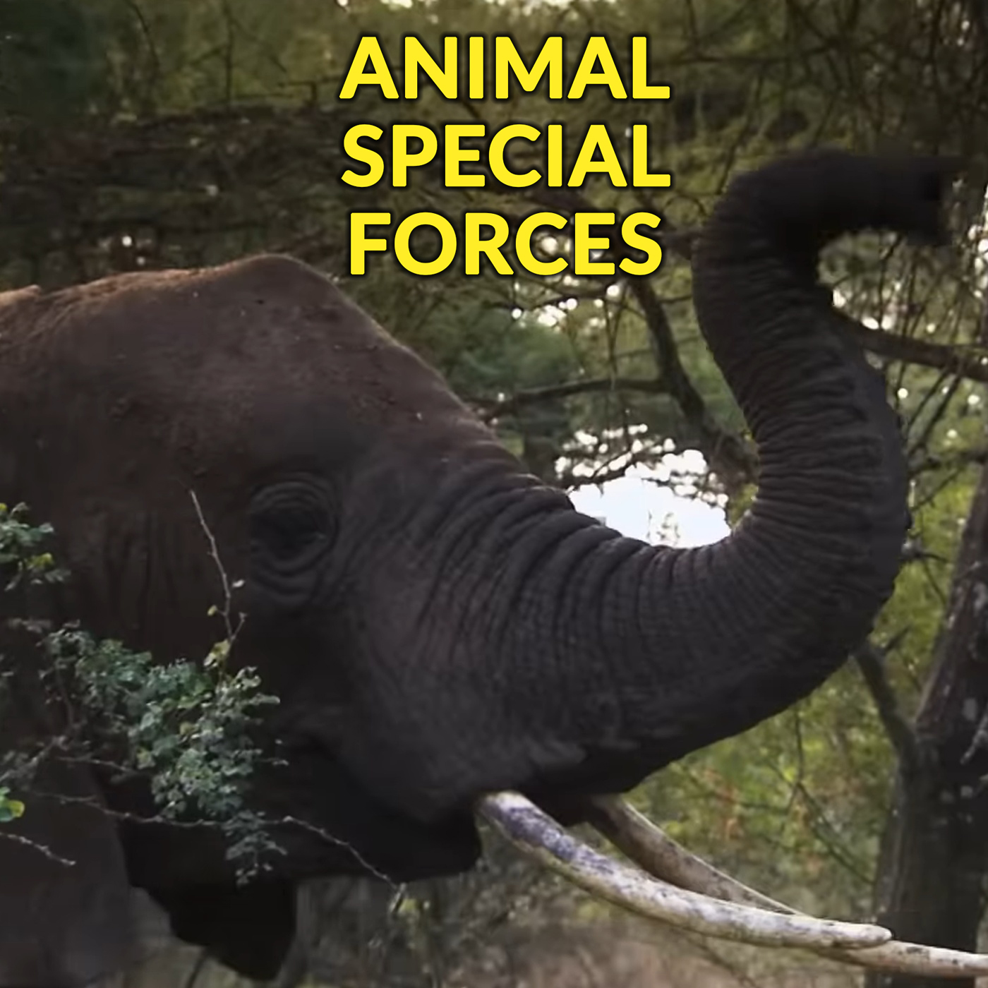 Animal Special Forces