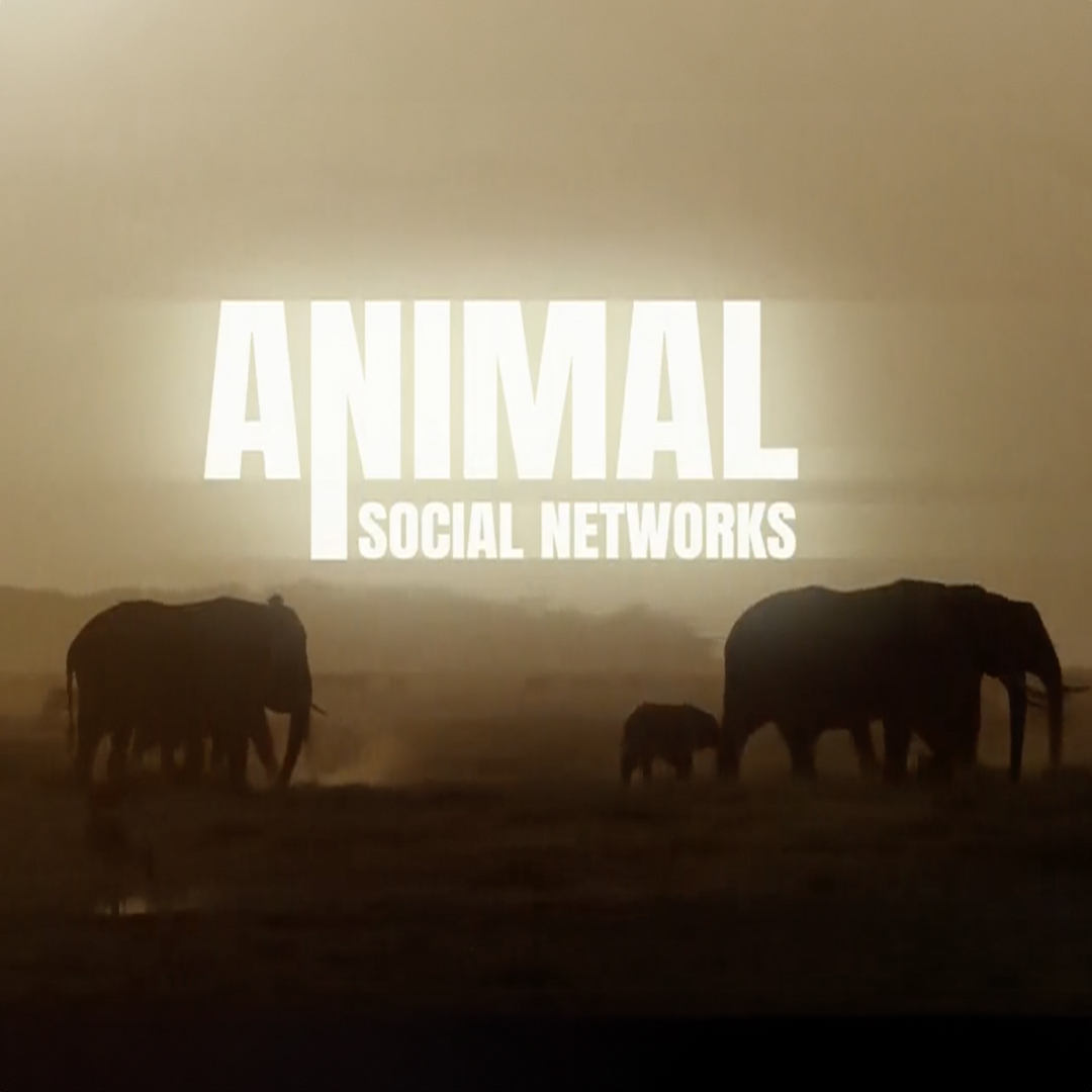 Animal Social Networks