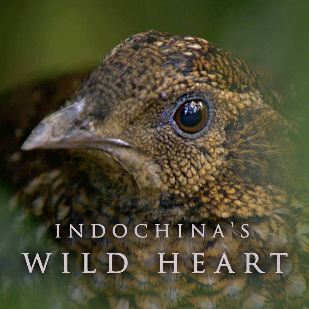 Destination Wild: Indochina's Wild Heart
