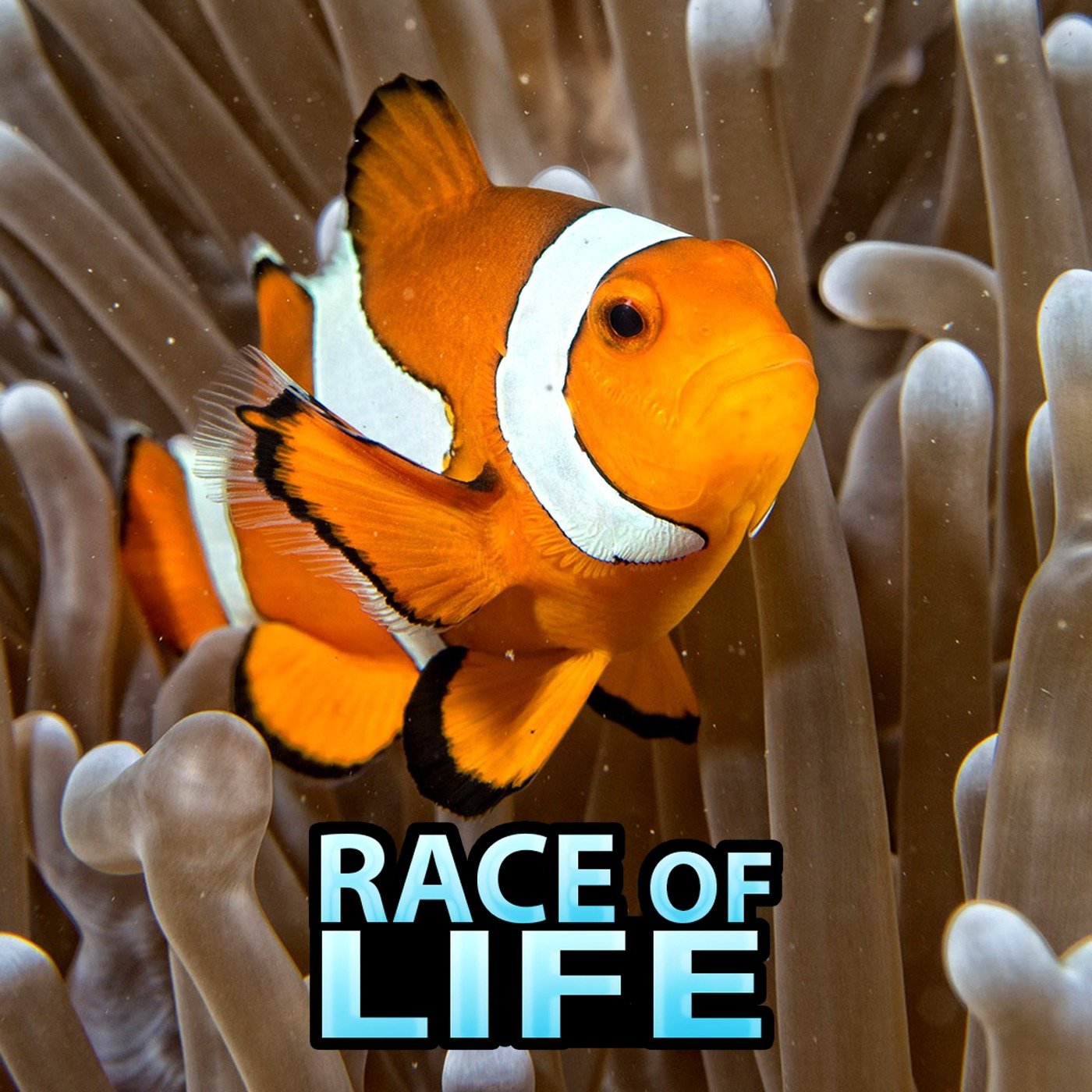 Race of Life