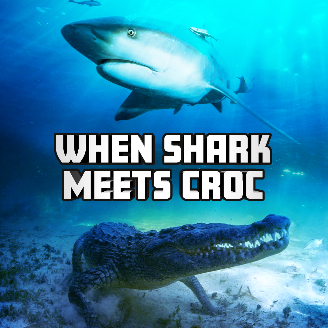 When Sharks Meets Croc