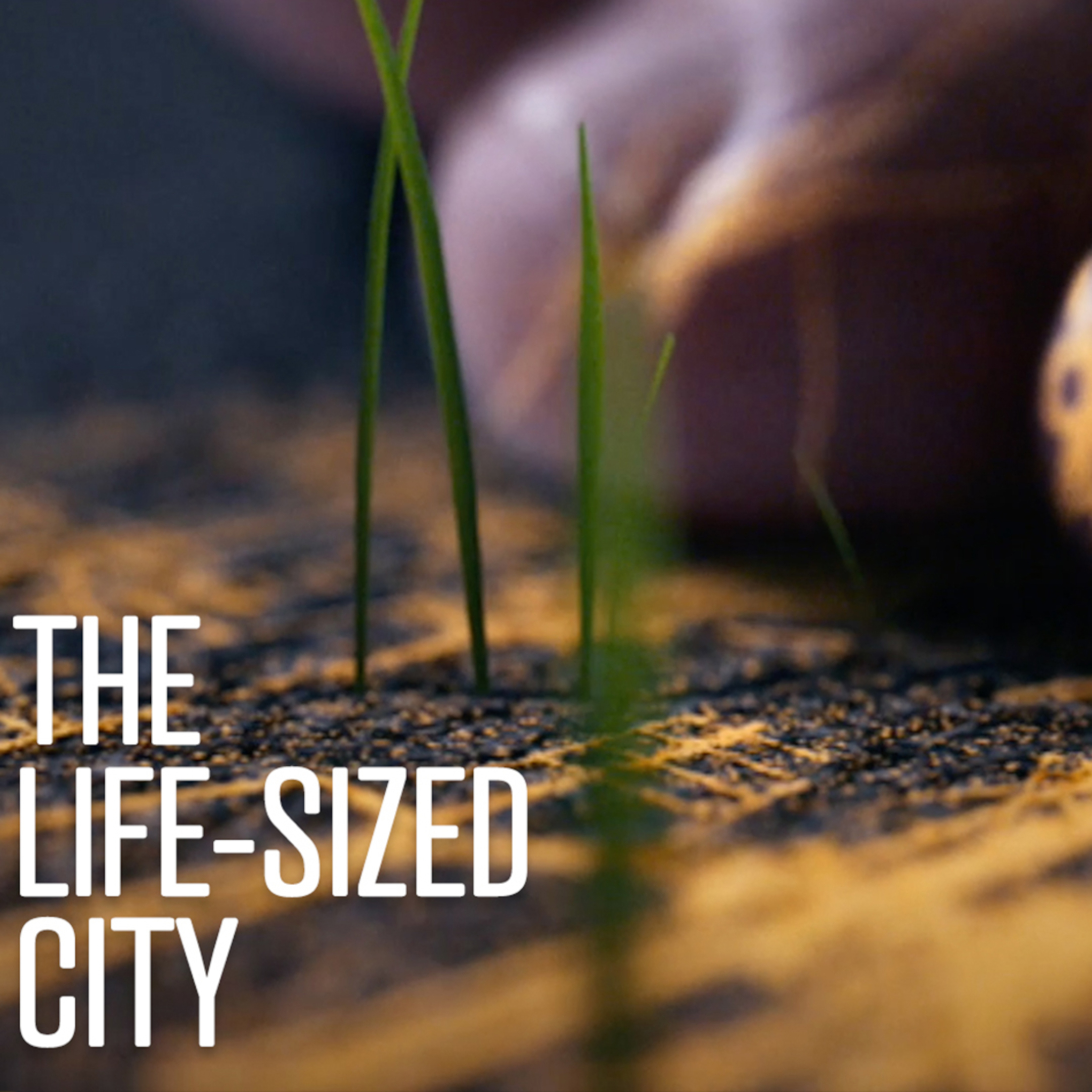 The Life Sized City