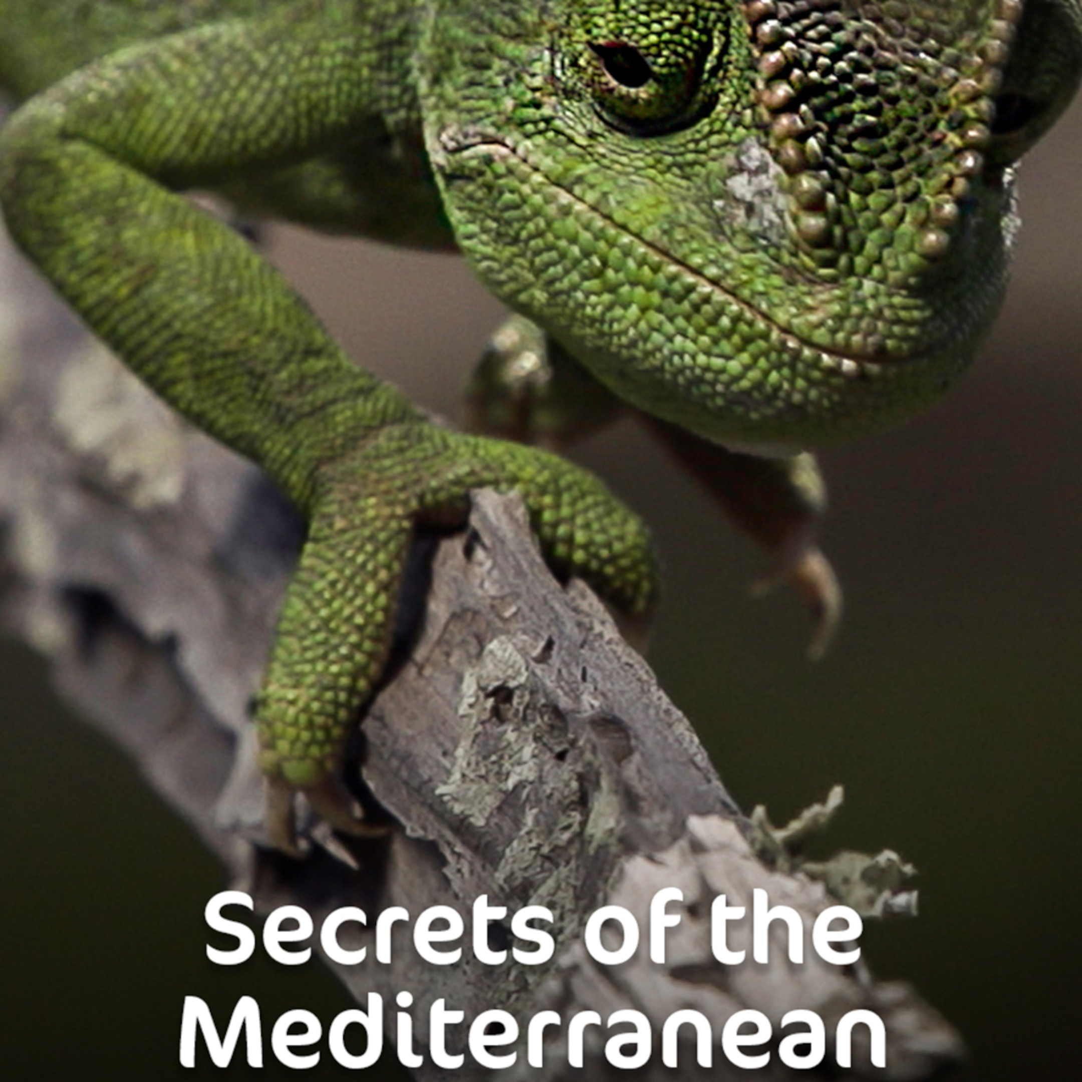 Secrets of the Mediterranean