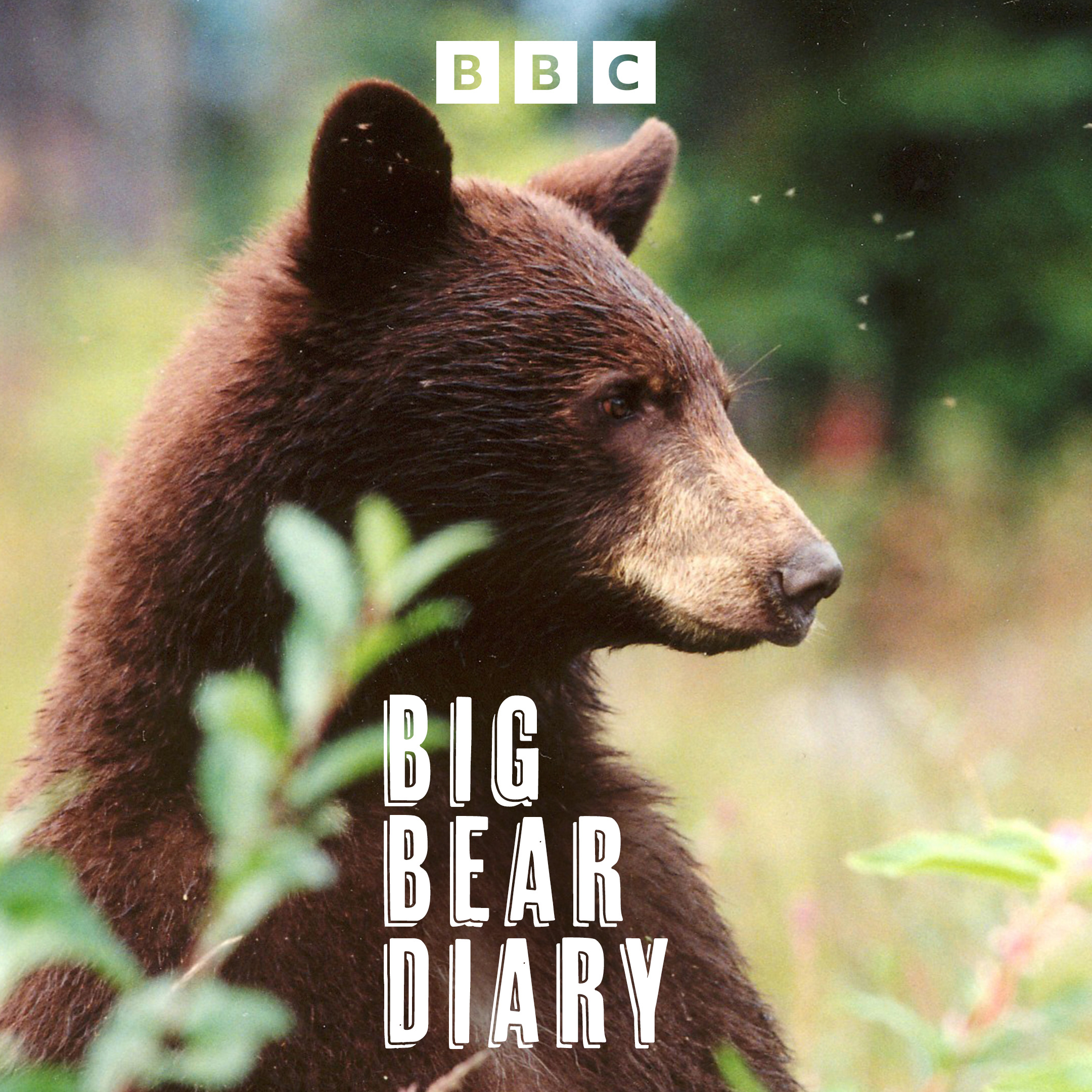 Big Bear Diary