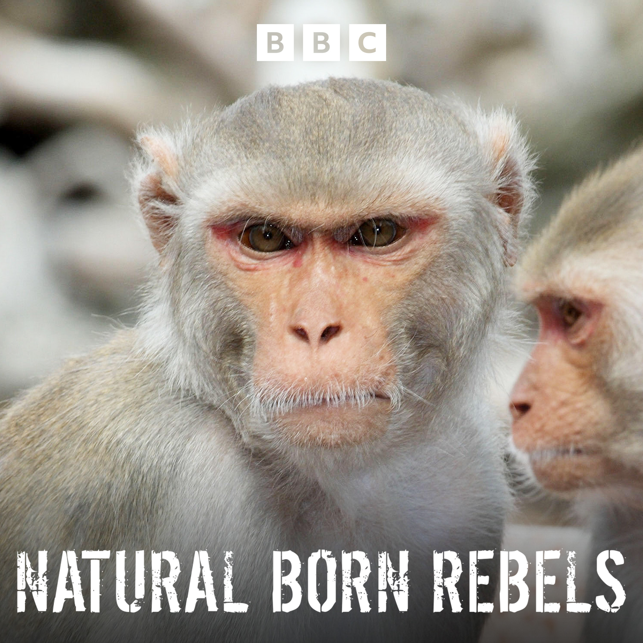 Natural Born Rebels