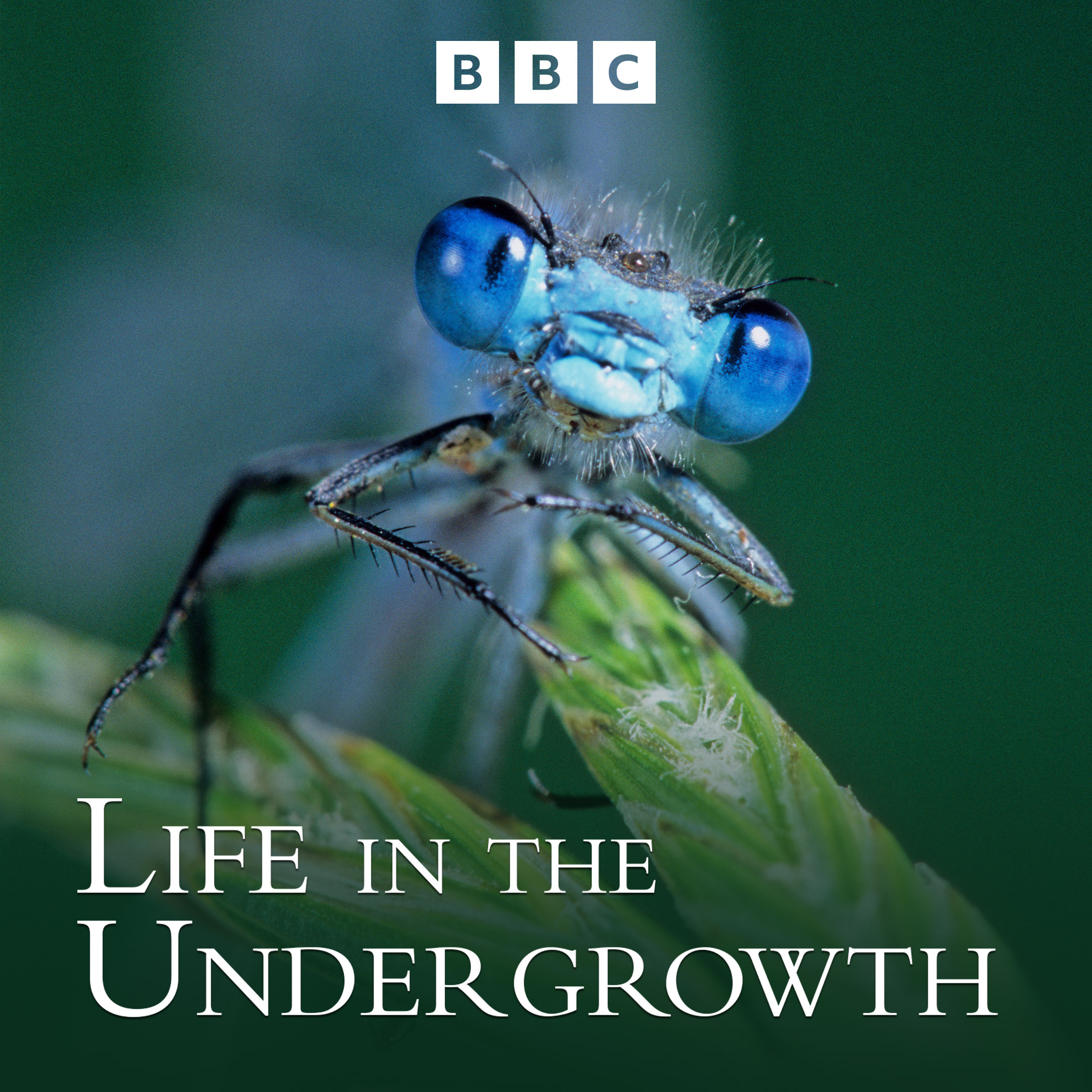 Life in the Undergrowth