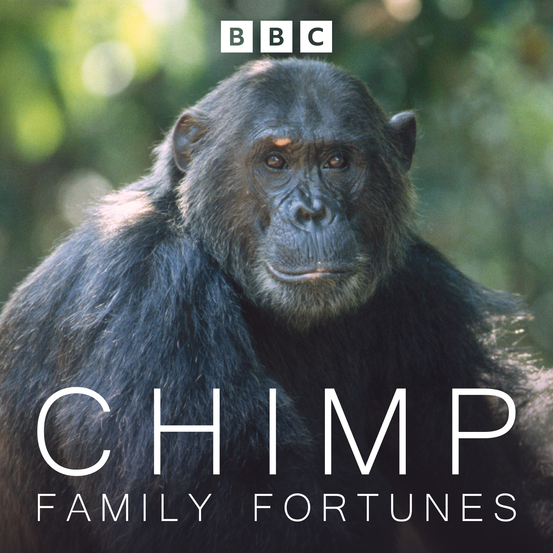 Chimp Family Fortunes