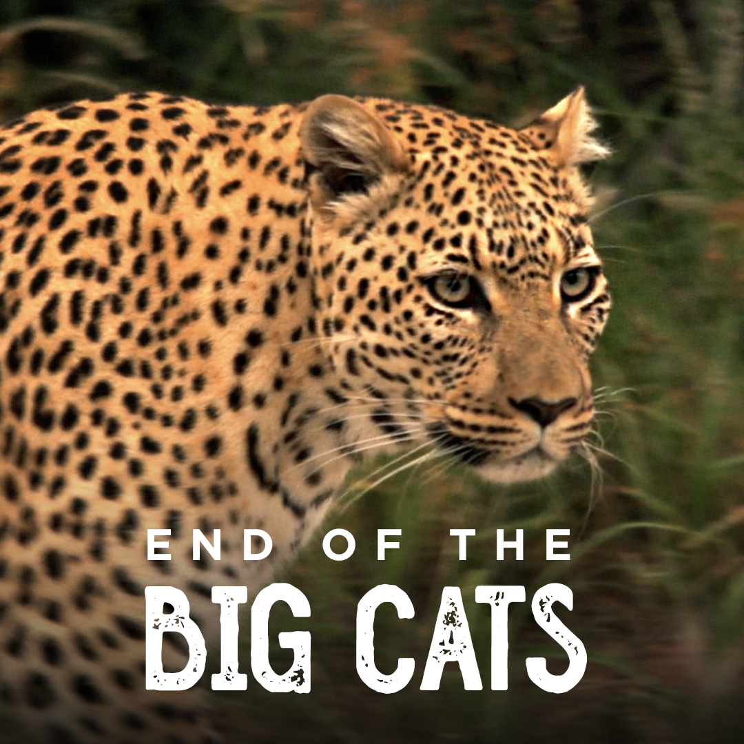 End Of The Big Cats