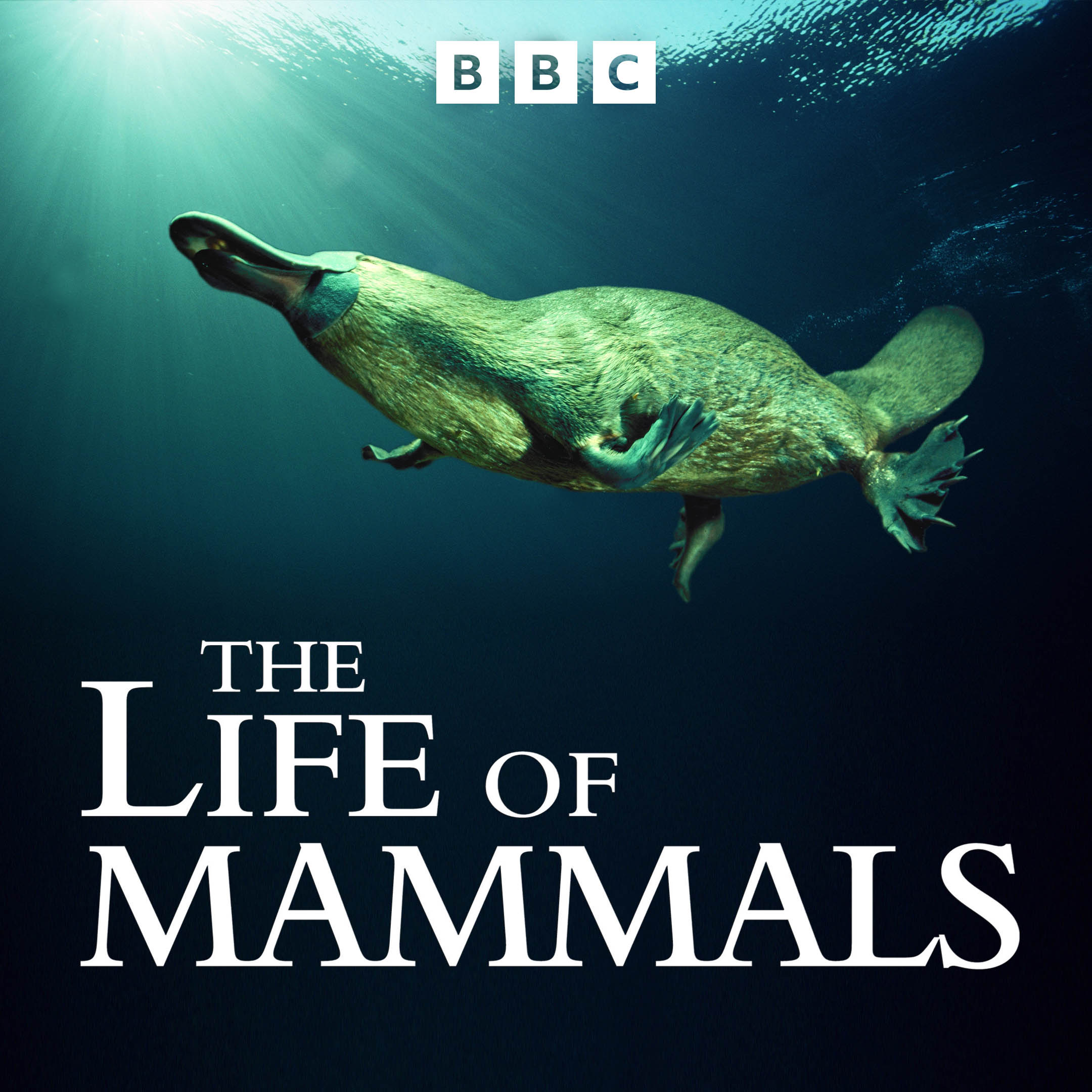 洋画・外国映画 DVD BBC THE LIFE OF MAMMALS 91CNytwTNvL._UF894,1000_QL80_.jpg