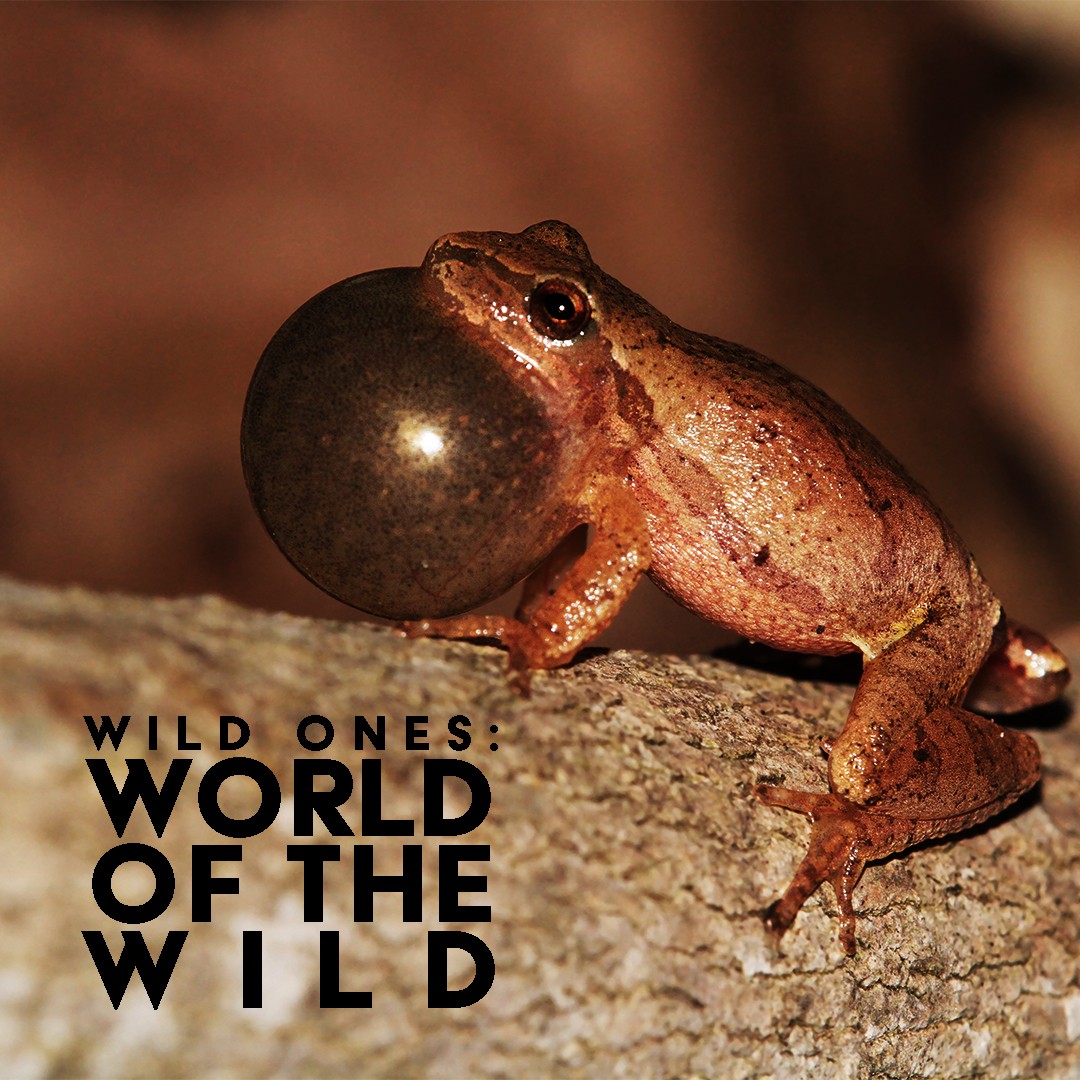 Wild Ones 3: Mundo de lo salvaje