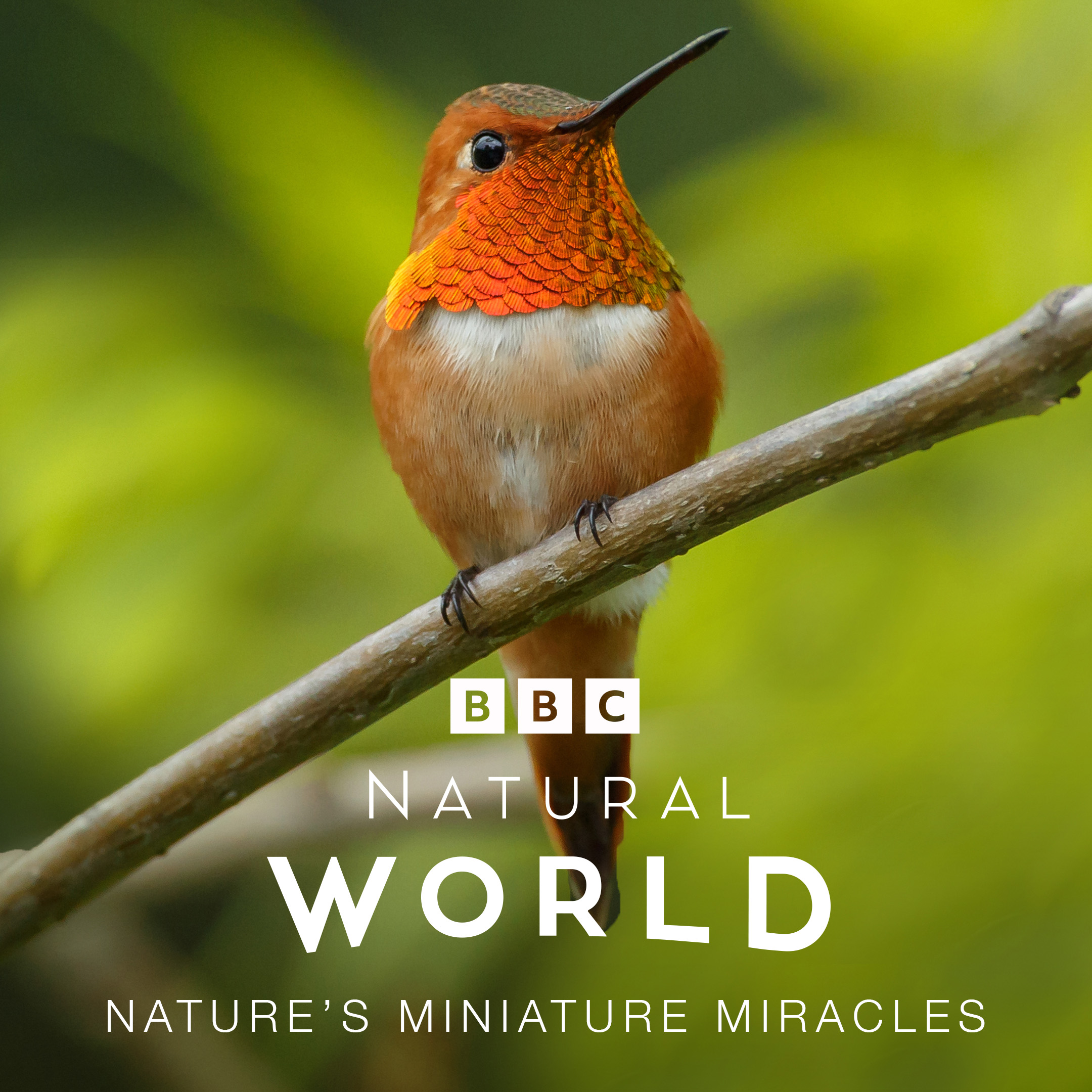 Natural World Nature's Miniature Miracles