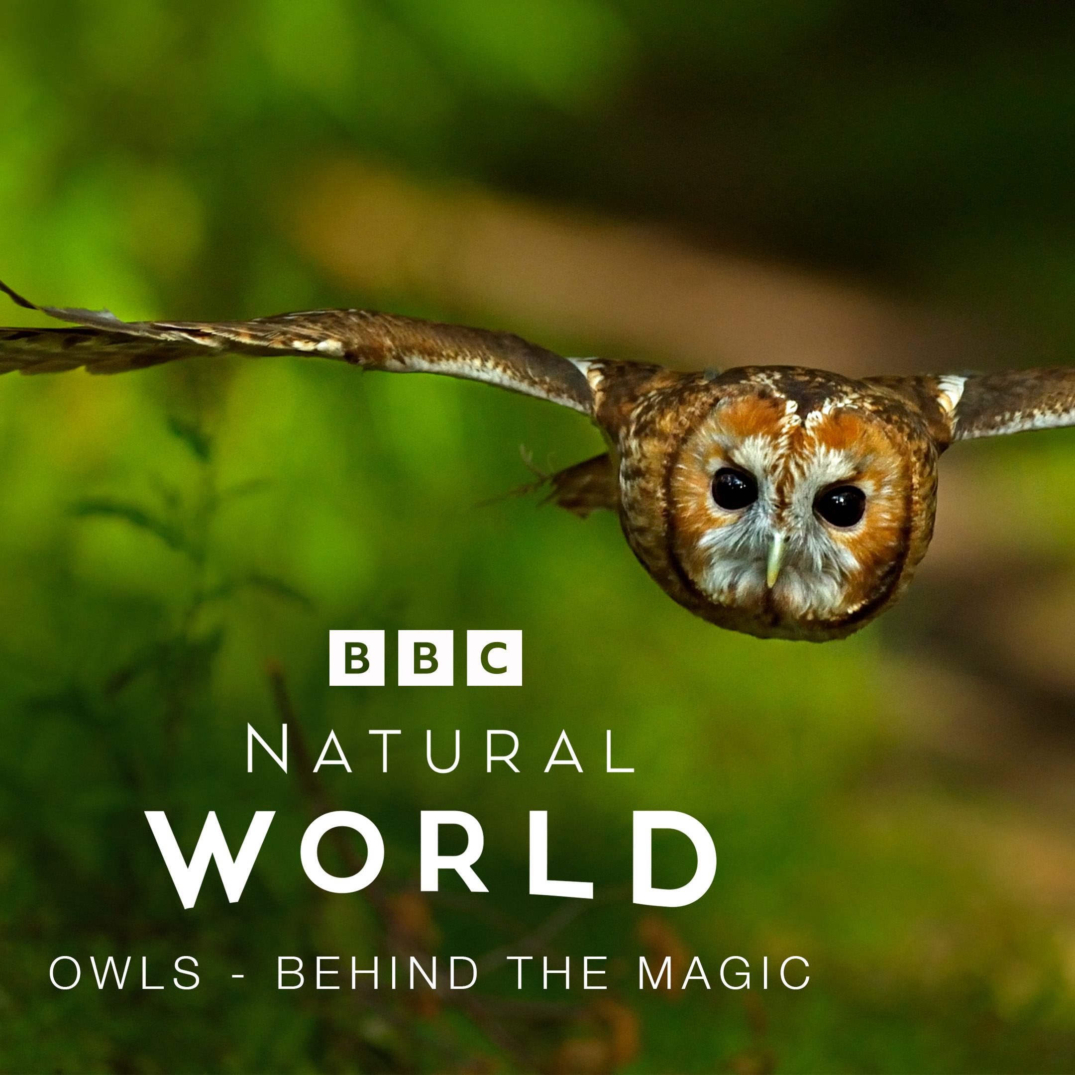 Natural World Owls - Behind the Magic