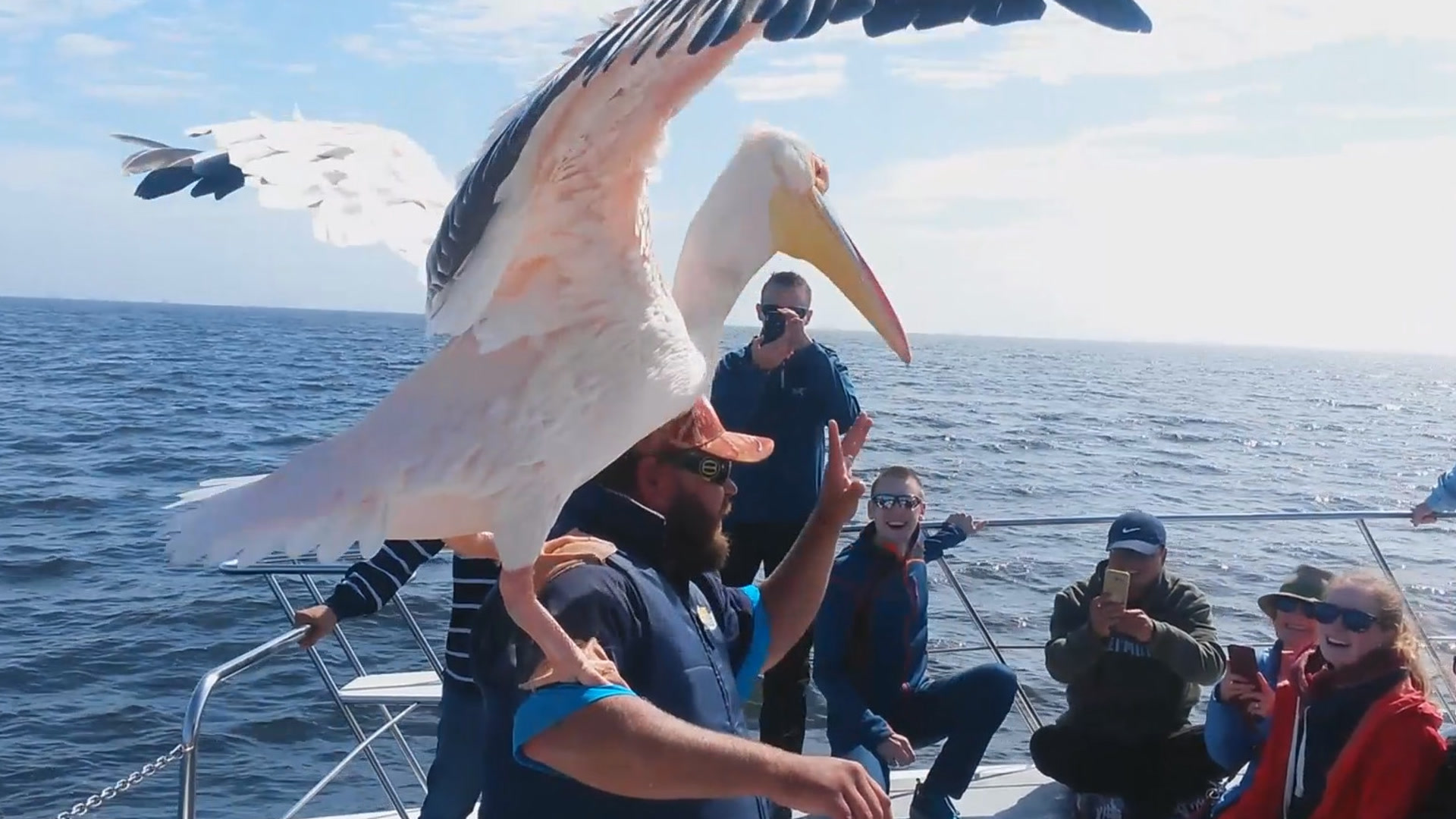 Animals Unleashed Season 2 Pluto TV