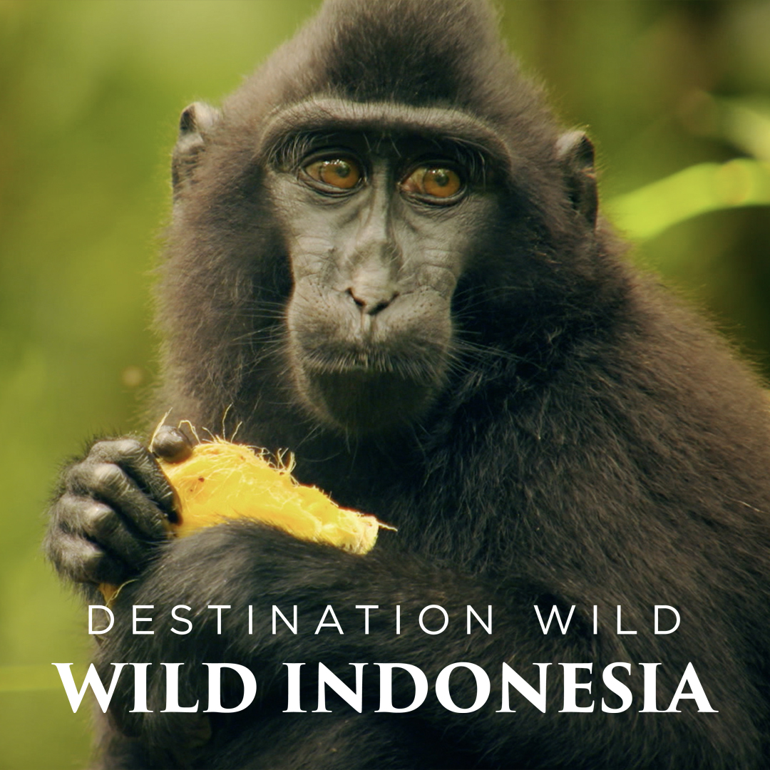 Destination Wild: Wild Indonesia