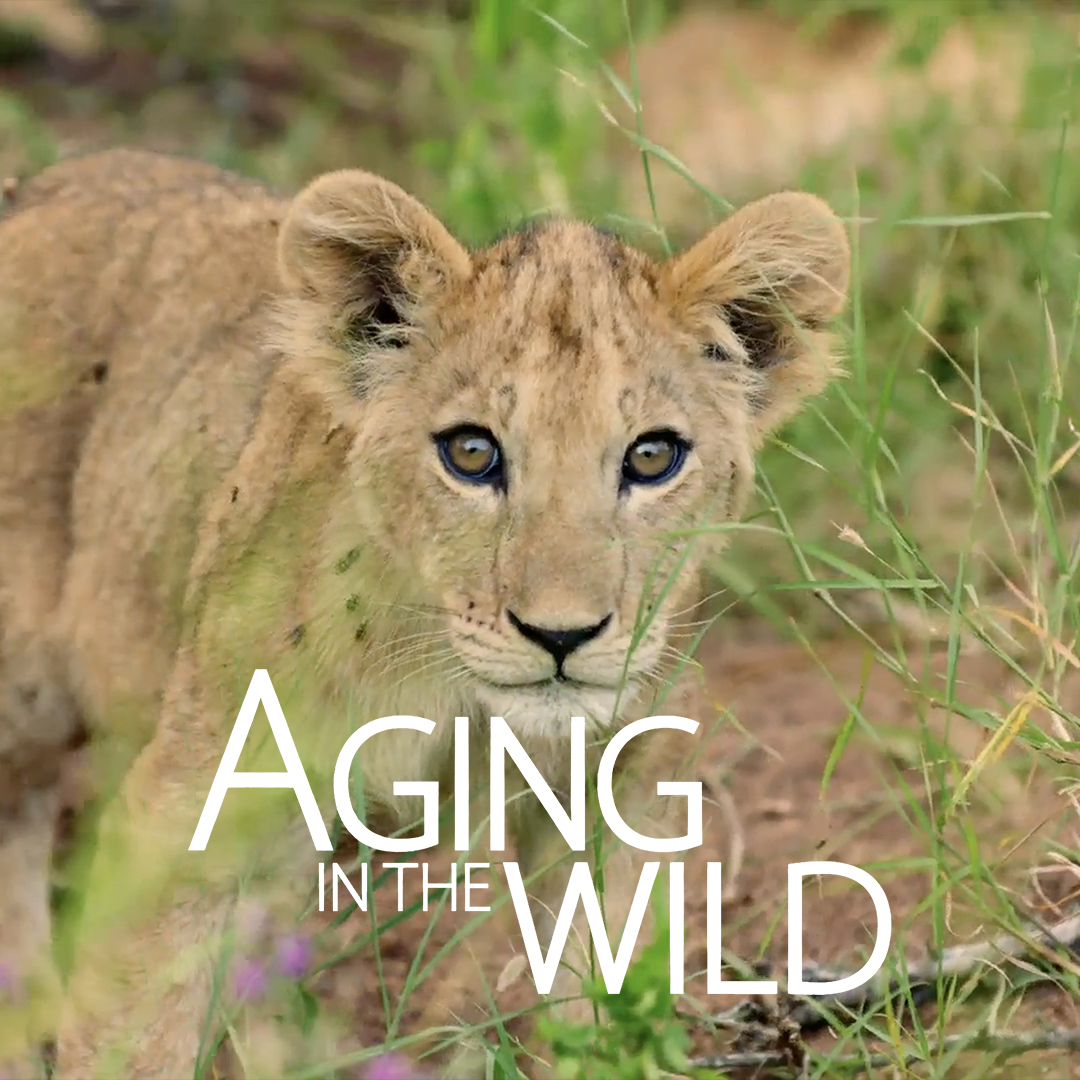 Aging In The Wild