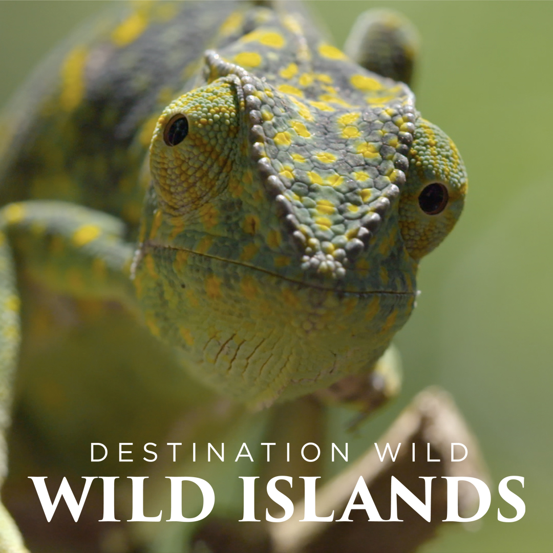 Destination Wild: Wild Islands
