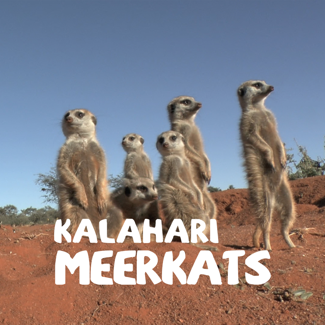 Kalahari Meerkats