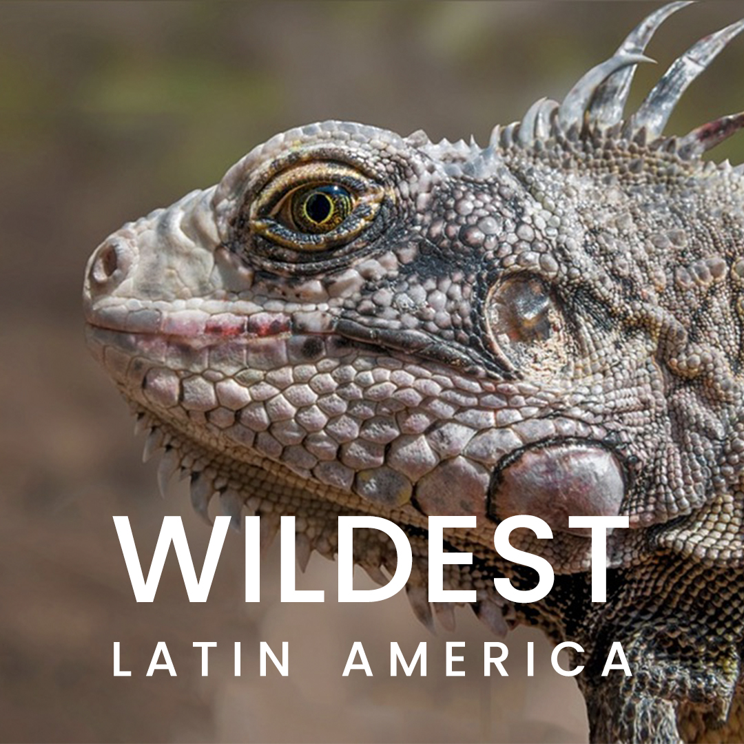 Wildest latin america