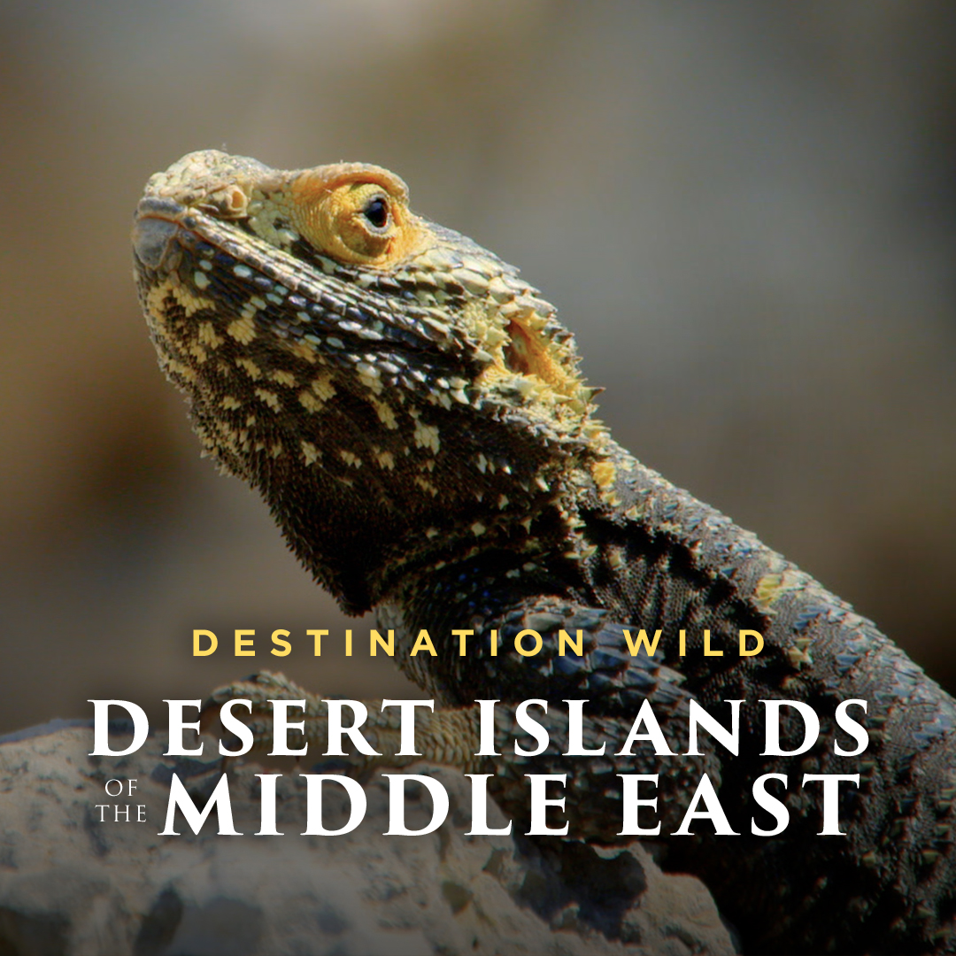 Desert Islands Of The Middle East