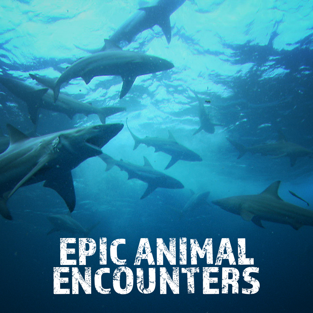 Epic Animal Encounters