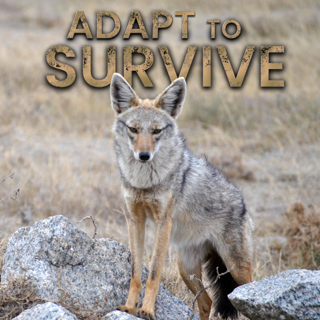 Adapt To Survive