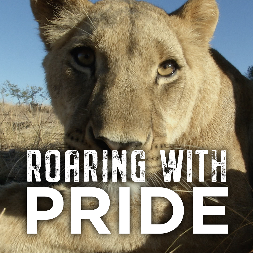 Roaring With Pride