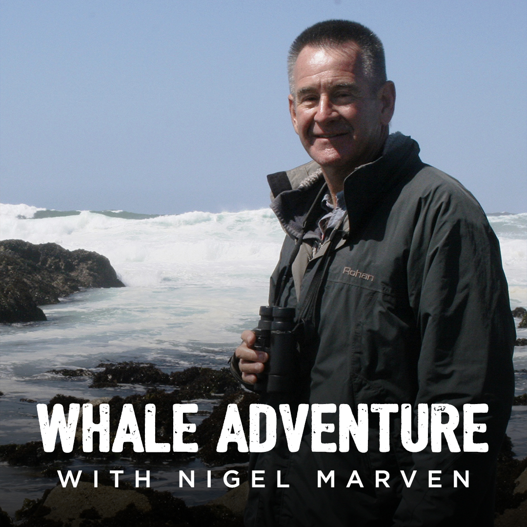 Whale Adventure With Nigel Marven