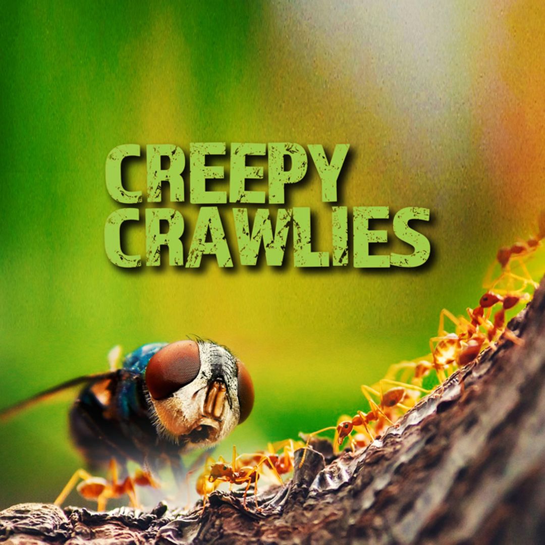 Creepy Crawlies