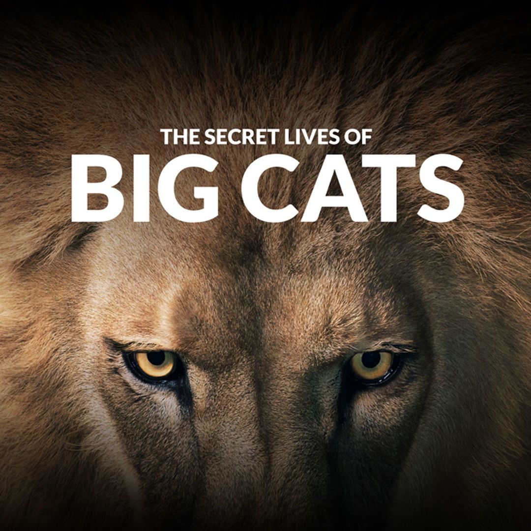 The Secret Lives Of Big Cats