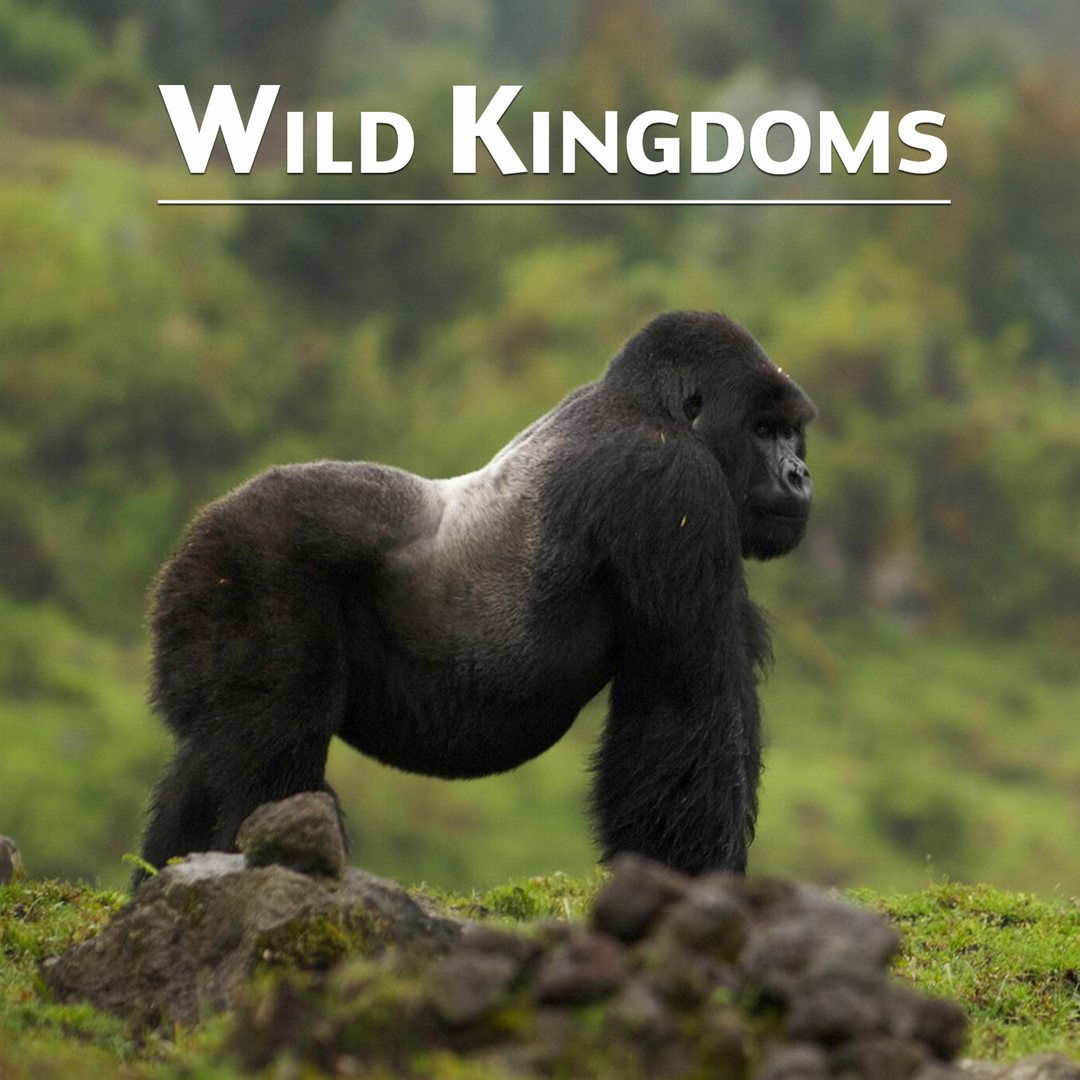 Wild Kingdoms