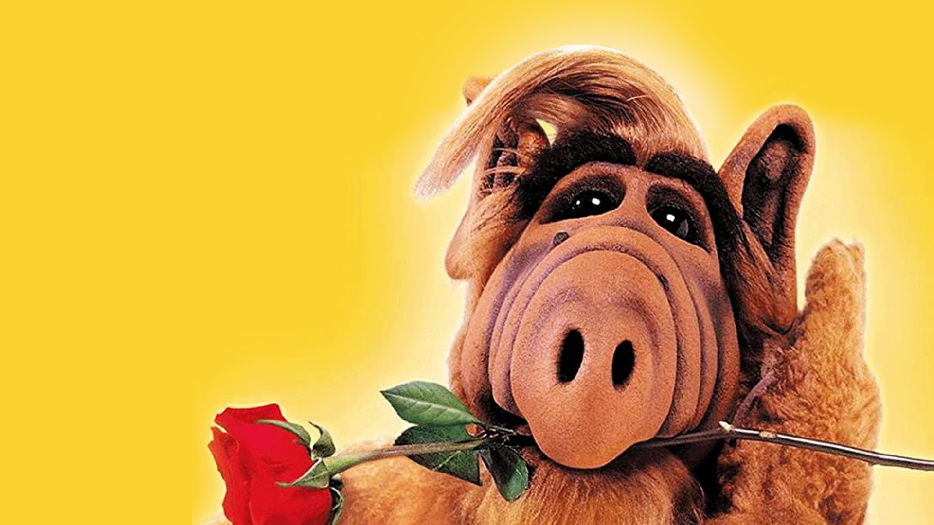 アルフ２シーズン DVD] Alf 2Nd Season Second Half Set (Episodes 13-25, 3 Discs
