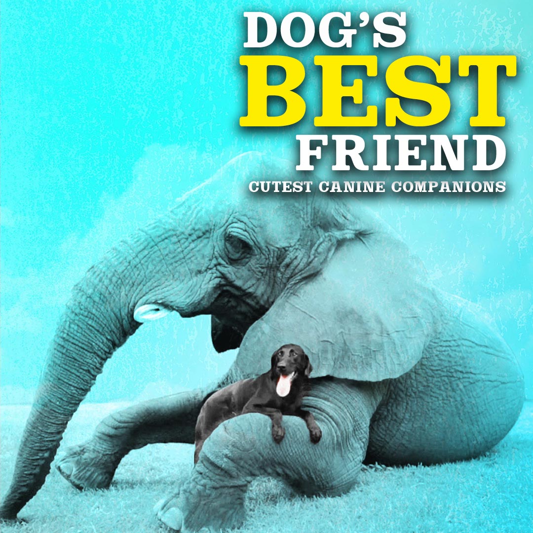 Dog's Best Friend: Cutest Canine Companions