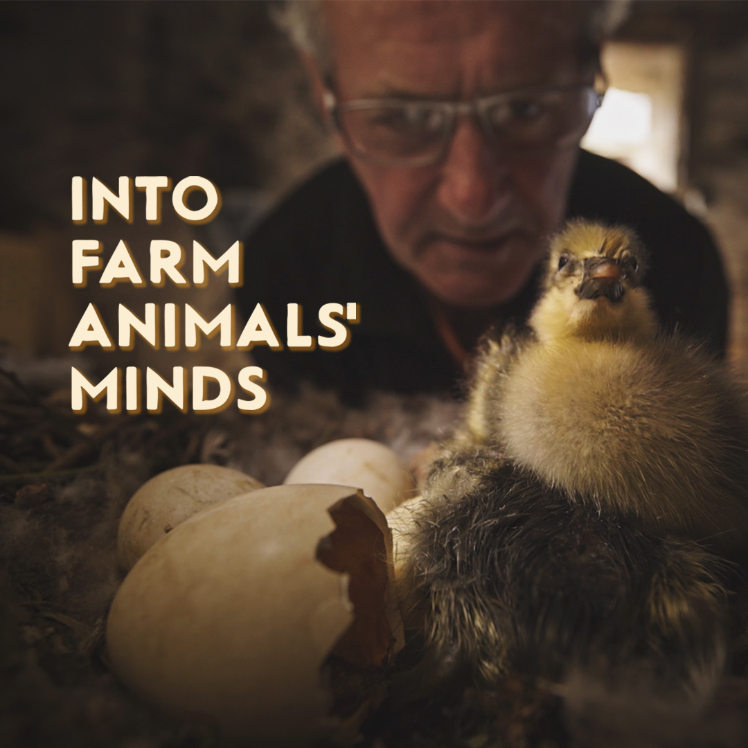 Into Farm Animal's Minds