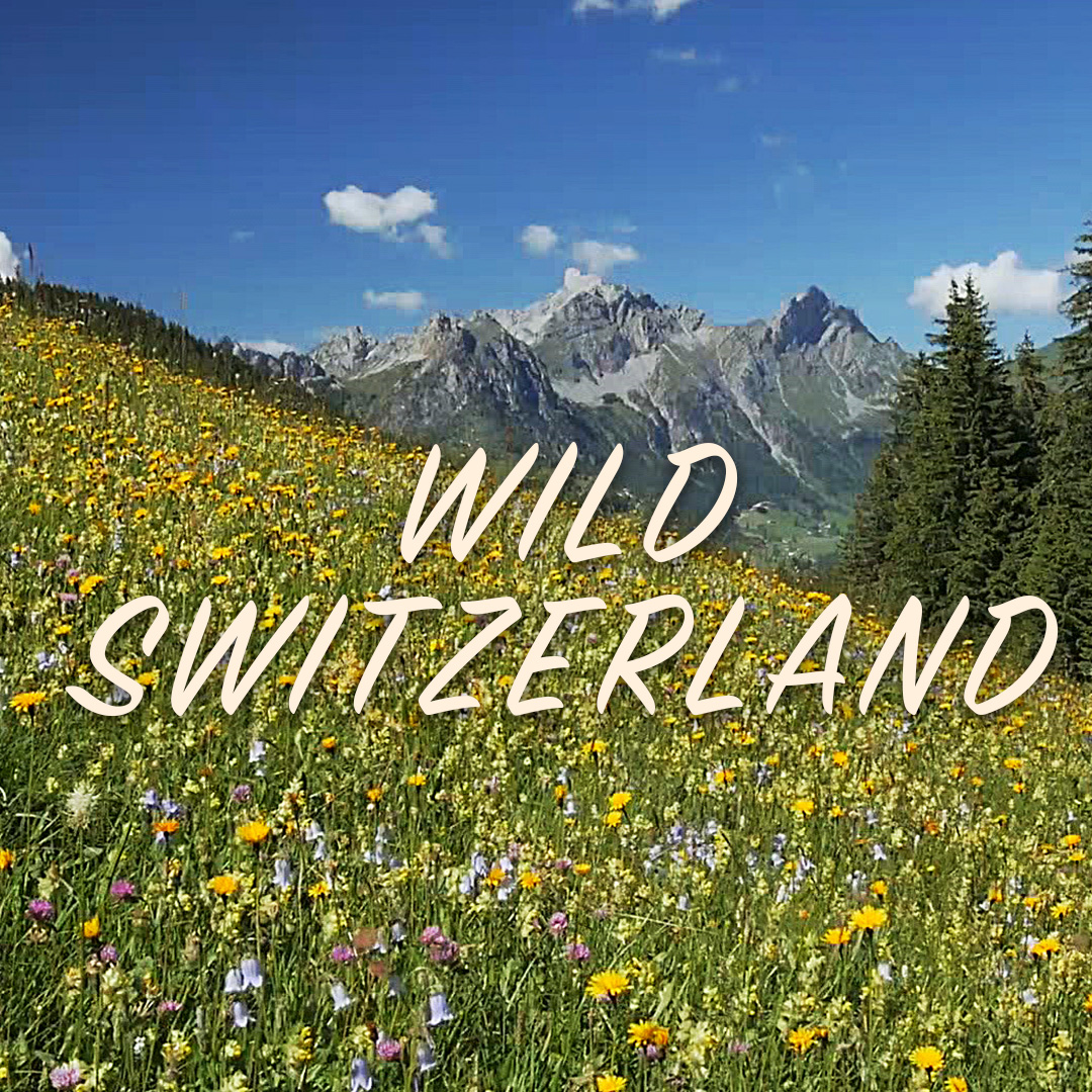 Wild Switzerland