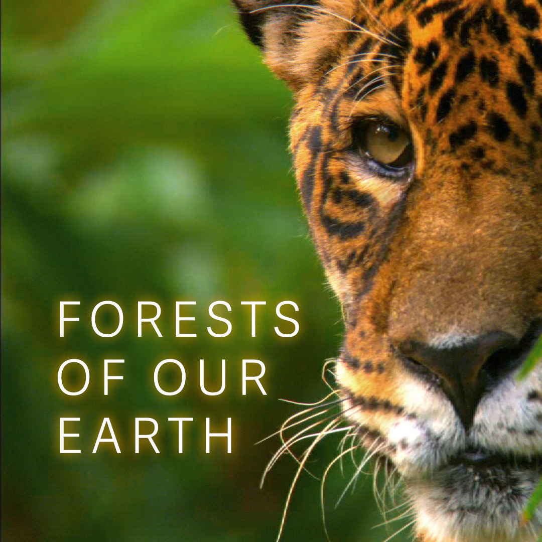 Forests of Our Earth