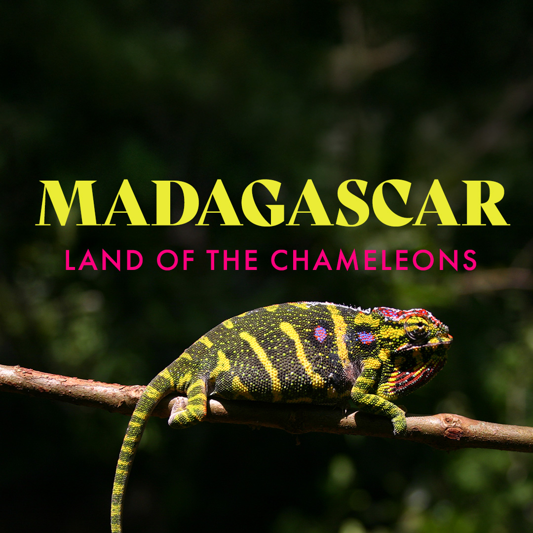 Madagascar - Land Of The Chameleons